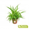 Chlorophytum Ocean