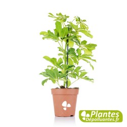 Schefflera